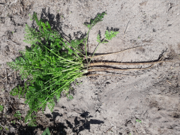 Développement racinaire et aérien de la carotte piège Terapur en sol sableux
